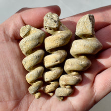 Load image into Gallery viewer, Turritella Fossil