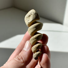 Load image into Gallery viewer, Turritella Fossil