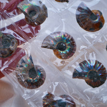 Load image into Gallery viewer, Ammonite Pairs