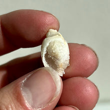 Load image into Gallery viewer, Spiralite Gemshells