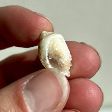 Load image into Gallery viewer, Spiralite Gemshells