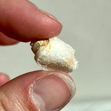 Load image into Gallery viewer, Spiralite Gemshells