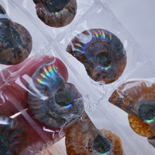 Load image into Gallery viewer, Ammonite Pairs