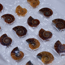 Load image into Gallery viewer, Ammonite Pairs