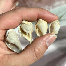 Load image into Gallery viewer, Spiralite Gemshells
