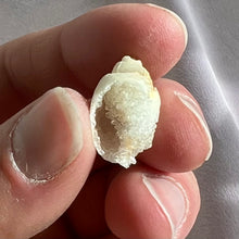 Load image into Gallery viewer, Spiralite Gemshells