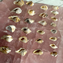 Load image into Gallery viewer, Spiralite Gemshells