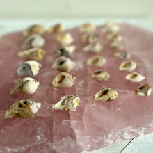 Load image into Gallery viewer, Spiralite Gemshells