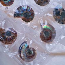 Load image into Gallery viewer, Ammonite Pairs