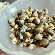 Load image into Gallery viewer, Spiralite Gemshells