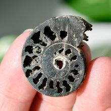 Load image into Gallery viewer, Pyritized Ammonite
