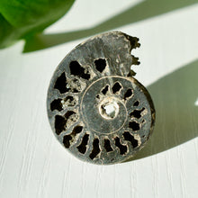 Load image into Gallery viewer, Pyritized Ammonite
