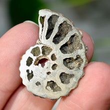 Load image into Gallery viewer, Pyritized Ammonite
