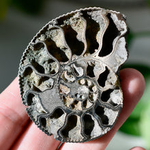 Load image into Gallery viewer, Pyritized Ammonite
