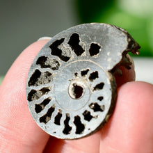 Load image into Gallery viewer, Pyritized Ammonite
