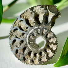 Load image into Gallery viewer, Pyritized Ammonite
