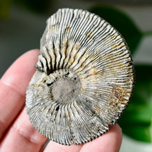 Load image into Gallery viewer, Pyritized Ammonite

