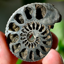 Load image into Gallery viewer, Pyritized Ammonite

