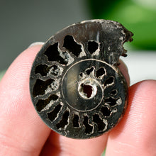 Load image into Gallery viewer, Pyritized Ammonite
