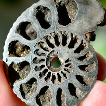 Load image into Gallery viewer, Pyritized Ammonite
