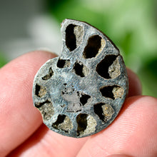 Load image into Gallery viewer, Pyritized Ammonite
