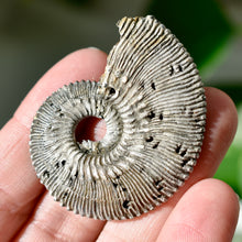 Load image into Gallery viewer, Pyritized Ammonite
