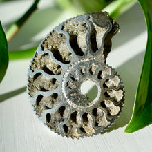 Load image into Gallery viewer, Pyritized Ammonite
