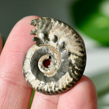 Load image into Gallery viewer, Pyritized Ammonite
