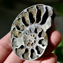 Load image into Gallery viewer, Pyritized Ammonite
