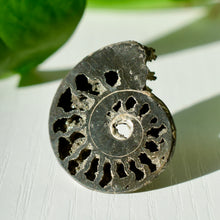 Load image into Gallery viewer, Pyritized Ammonite
