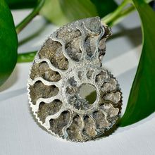 Load image into Gallery viewer, Pyritized Ammonite
