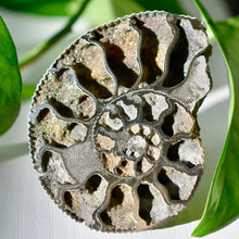 Load image into Gallery viewer, Pyritized Ammonite
