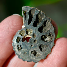Load image into Gallery viewer, Pyritized Ammonite
