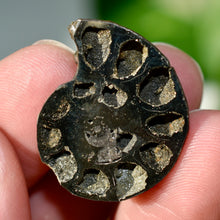 Load image into Gallery viewer, Pyritized Ammonite
