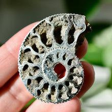 Load image into Gallery viewer, Pyritized Ammonite
