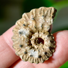 Load image into Gallery viewer, Pyritized Ammonite
