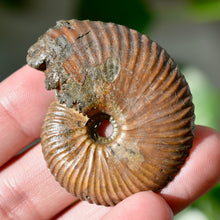 Load image into Gallery viewer, Pyritized Ammonite
