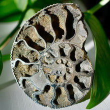 Load image into Gallery viewer, Pyritized Ammonite
