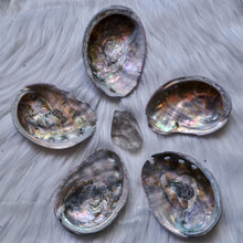 Load image into Gallery viewer, Abalone Shells
