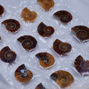 Ammonite Pairs