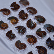 Load image into Gallery viewer, Ammonite Pairs
